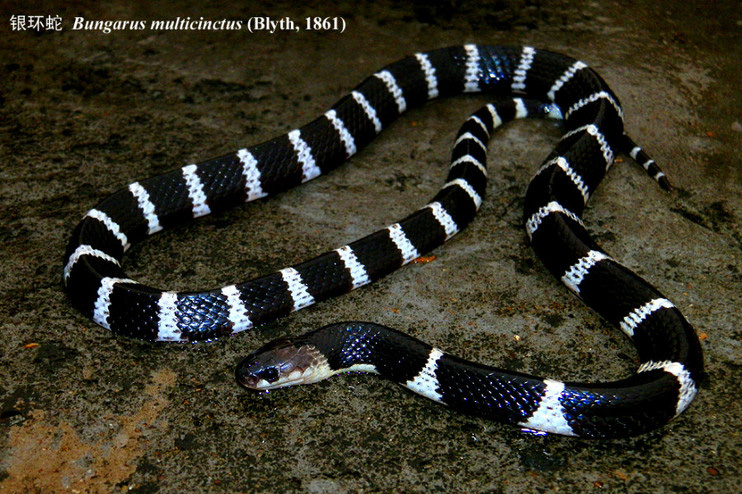 银环蛇.jpg 银环蛇.jpg